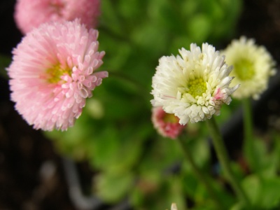 Bellis perennis 'Dresden China'